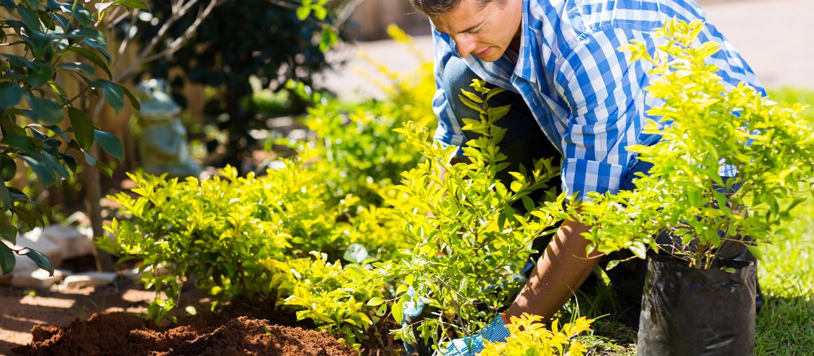 young man transplanting a new plant in his garden